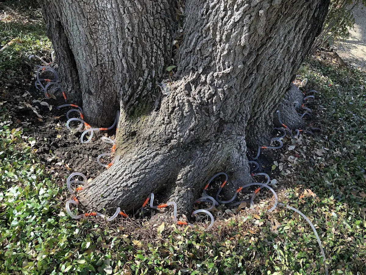 Detailed Tree Cabling and Bracing job site in Trenton