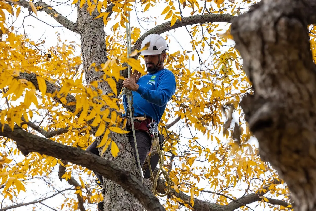 Skilled Storm Damage Cleanup crew working in Trenton