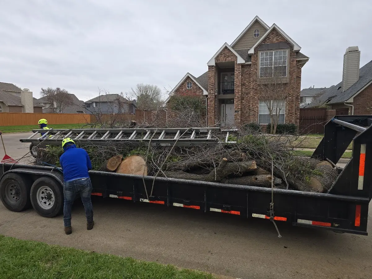 Expert Tree Removal with proper safety equipment in Trenton